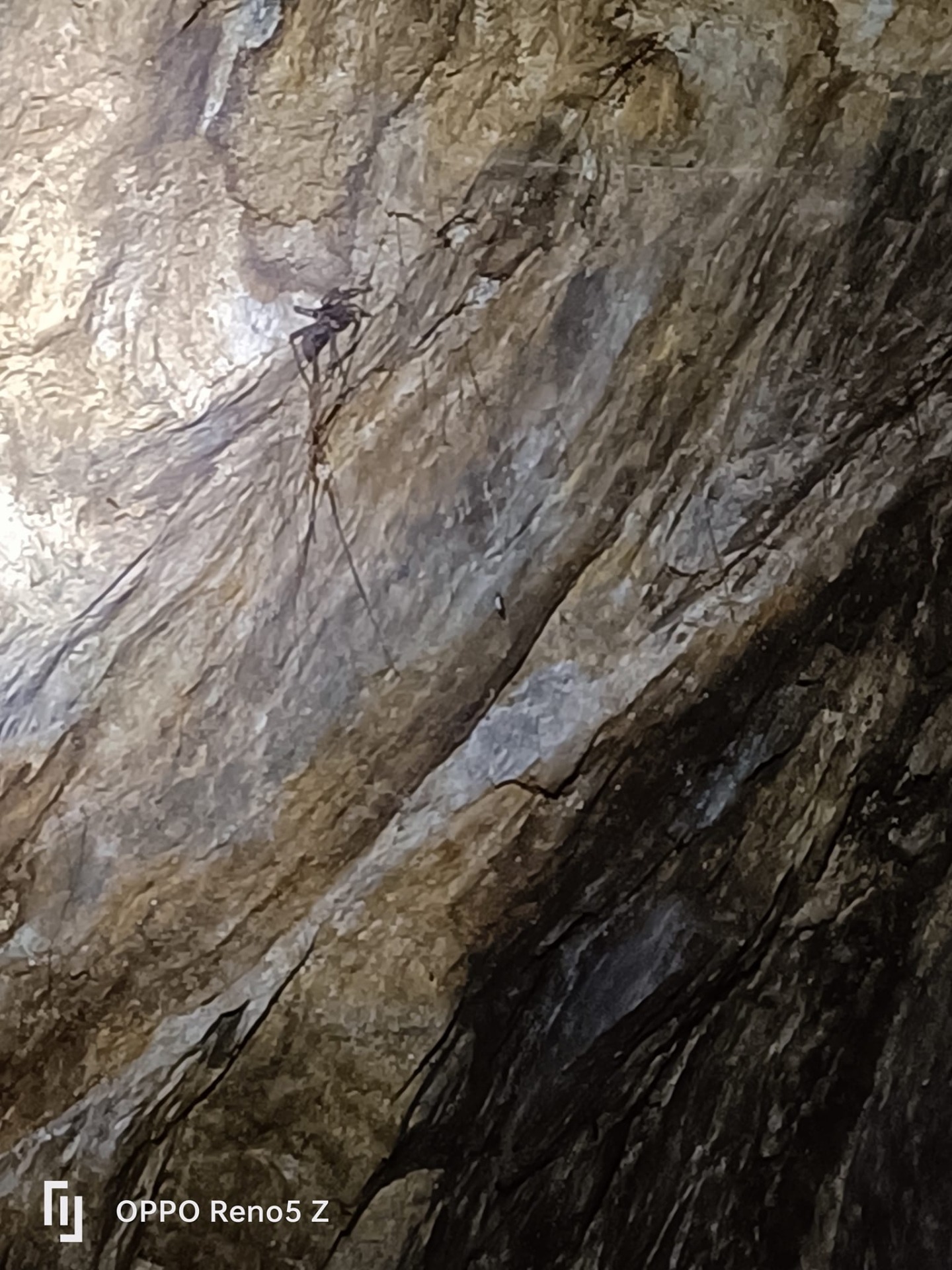 Strehúň škvrnitý (Lycosa singoriensis)